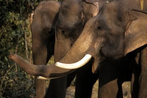 Chitwan Jungle Safari Experience